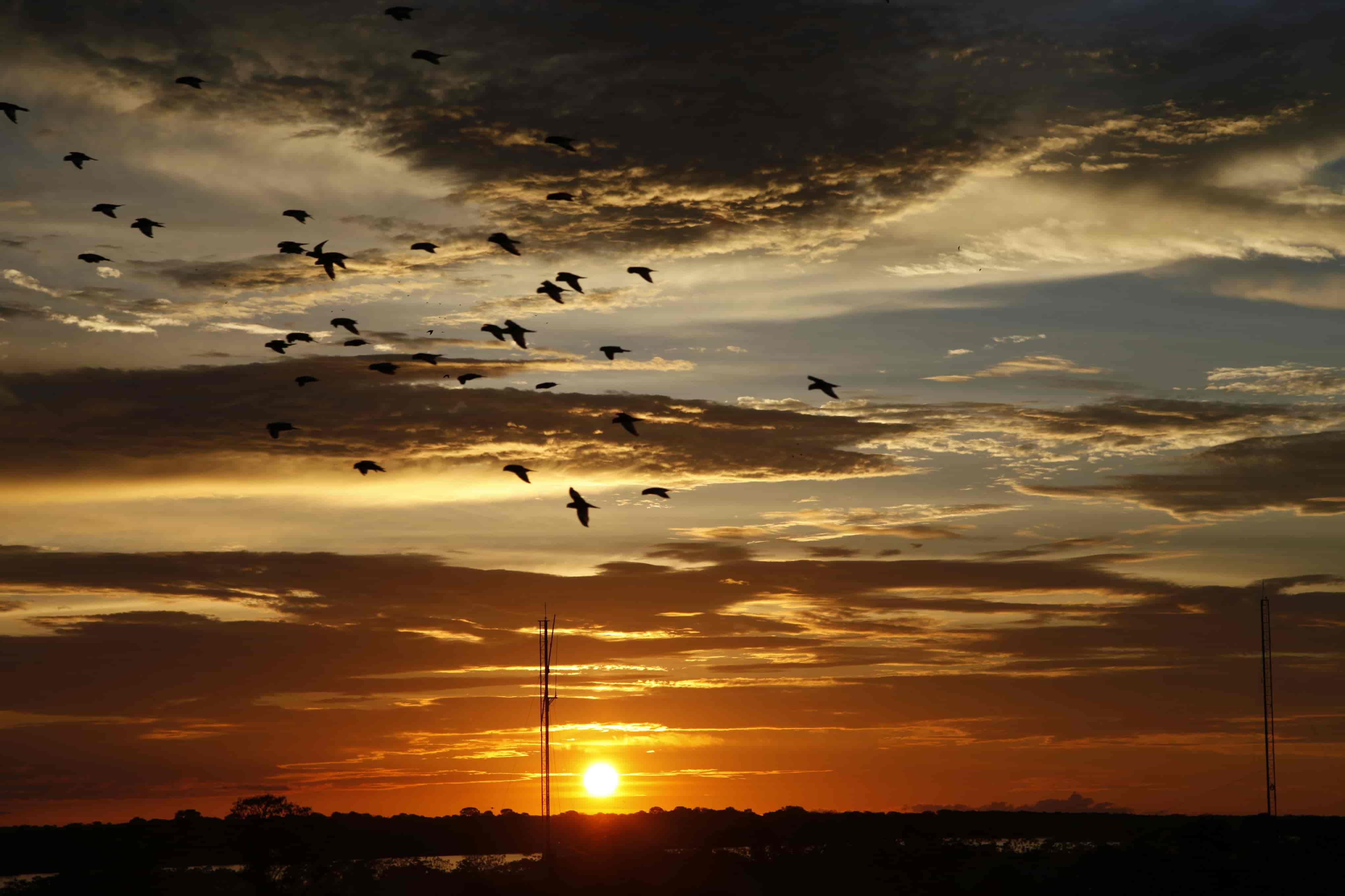 Sunset over the Amazon rainforest with birds flying across the sky and the sun setting behind the vegetation in Colombia