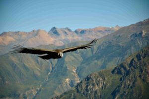 Andean condor flying over the mountains representing the national bird of Colombia.
