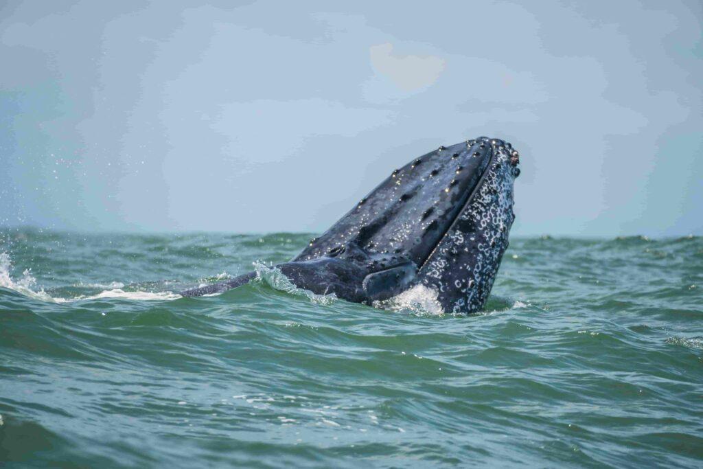 Humpback whale breaching in the Colombian Pacific Ocean during whale watching season.